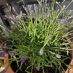 Lavender Lägenhet Jelenia Góra