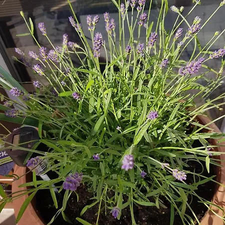 Lavender דירה ילנייה גורה